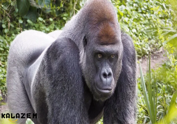 گوریل یکی از قوی ترین حیوانات جهان