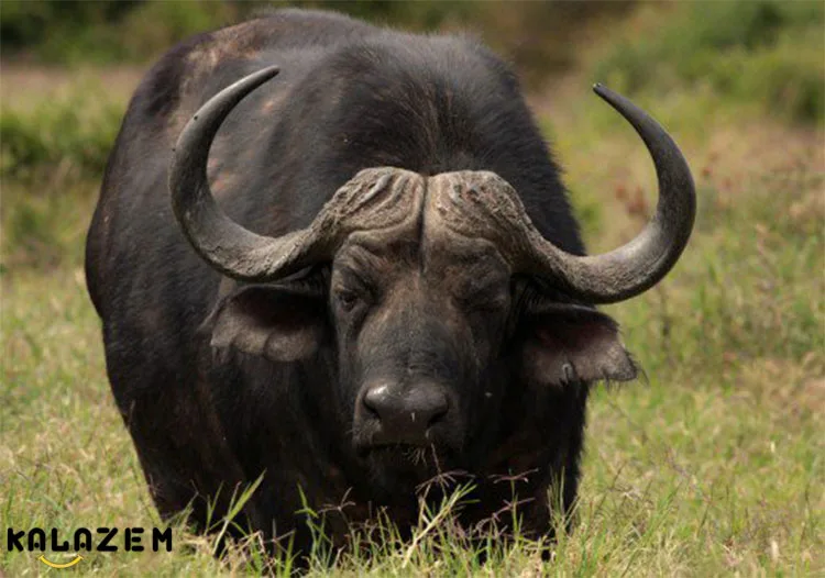 گاو از جمله حیوانات قوی جهان است!