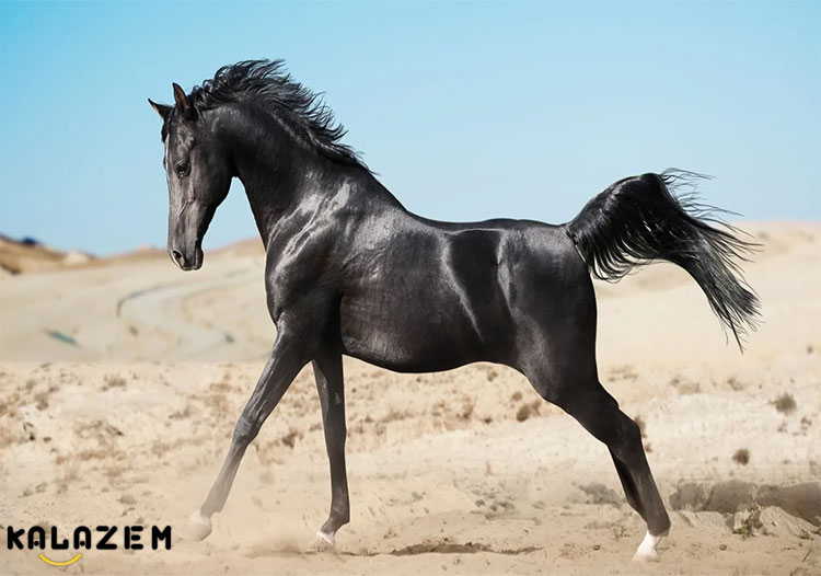 اسب عرب