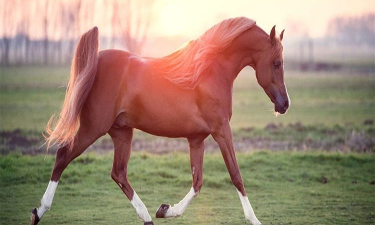 10 تا از انواع مختلف معروف ترین و بهترین نژاد اسب ها در ایران و جهان را بشناسید!