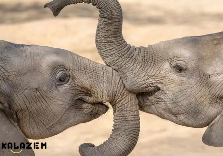 حیوانات قوی دنیا را بشناسید