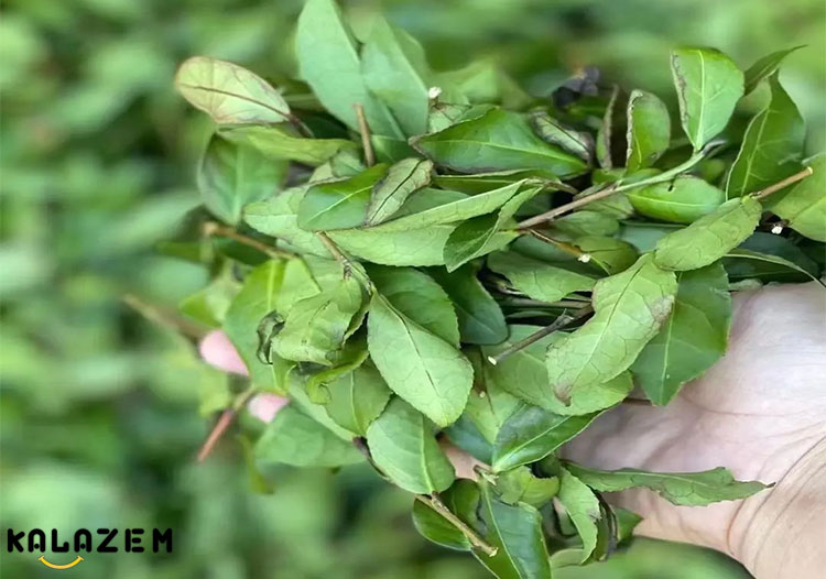 فواید شگفت انگیز روغن درخت چای برای التهاب لثه