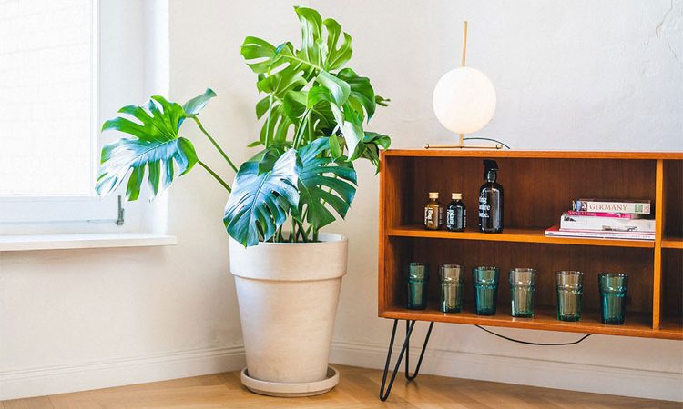 11 روش طلایی برای نگهداری گل آپارتمانی! گیاهان خود را برای همیشه شاد نگه دارید!