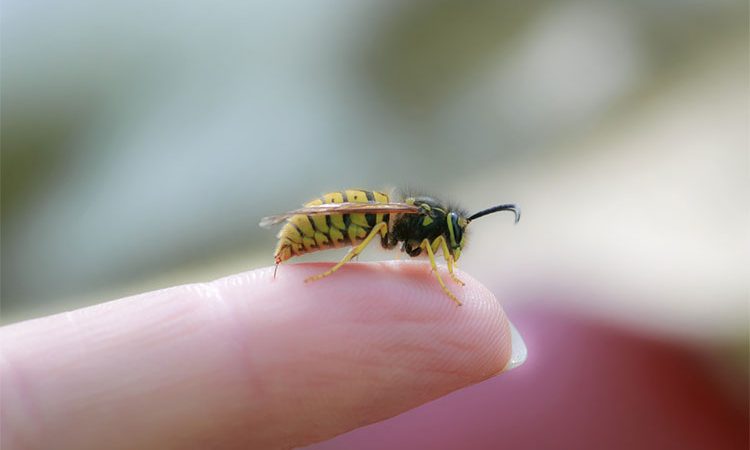 برای مقابله با نیش زنبور، از چند راهکار اساسی غافل نشوید! پیشگیری از نیش زدن زنبور