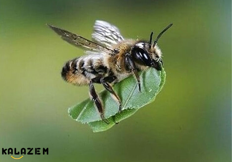 هنگام مواجهه با نیش زنبور چه کنیم؟