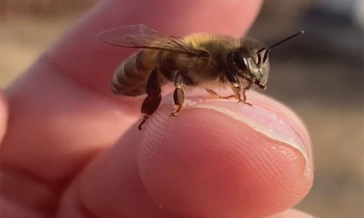 چند قدم ساده برای مقابله با نیش زنبور! راه حل های درمان نیش زنبور در خانه
