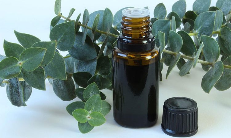 6 خاصیت شگفت انگیز روغن اکالیپتوس! 6 قدم تا درمان بیماری ها