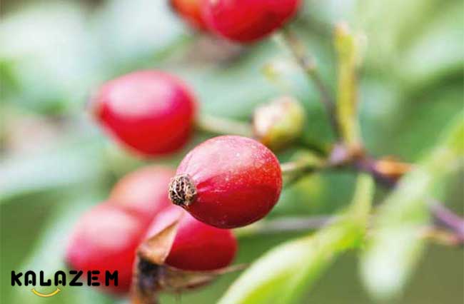 خاصیت روغن گل سرخ برای پوست