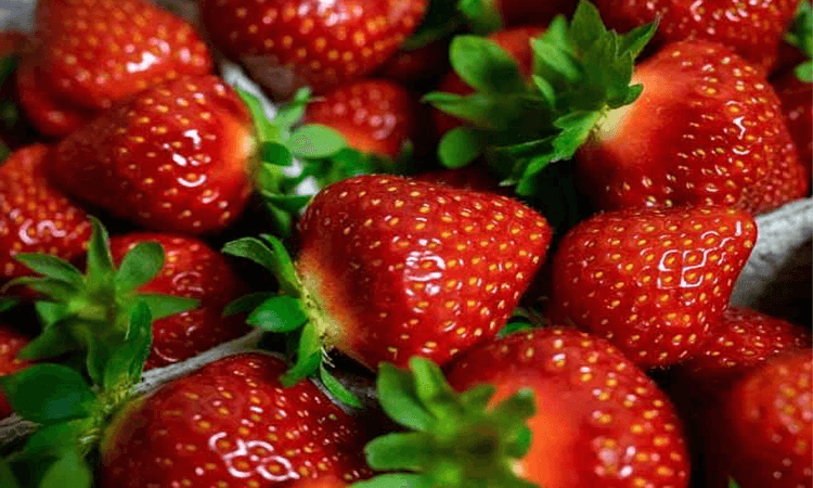 توت فرنگی در بارداری