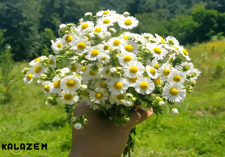 هر آنچه که باید درباره گیاه بابونه بدانید، خواص بابونه و مضرات آن، نحوه ...