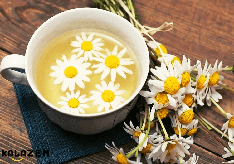 هر آنچه که باید درباره گیاه بابونه بدانید، خواص بابونه و مضرات آن، نحوه ...