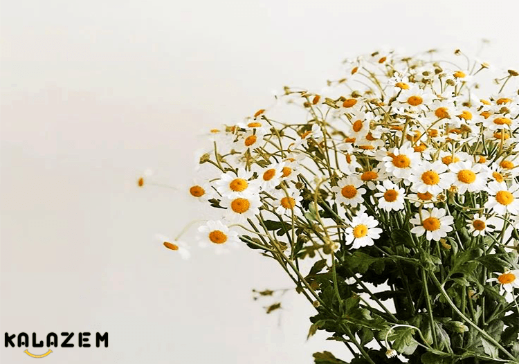 هر آنچه که باید درباره گیاه بابونه بدانید، خواص بابونه و مضرات آن، نحوه ...