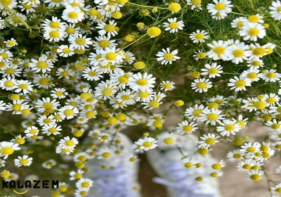 هر آنچه که باید درباره گیاه بابونه بدانید، خواص بابونه و مضرات آن، نحوه ...