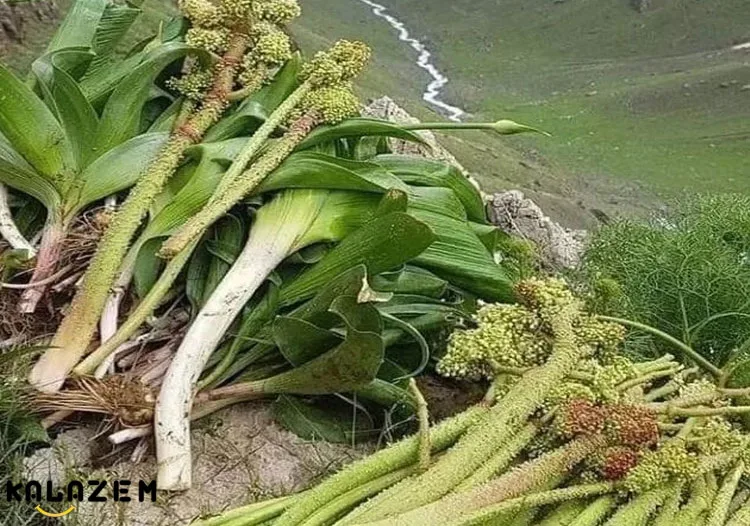 خواص ریواس برای سرماخوردگی