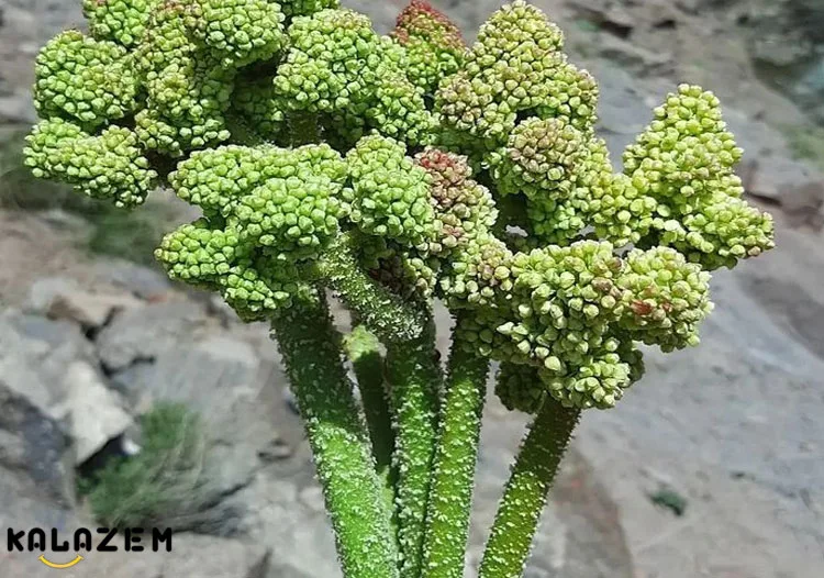 فواید ریواس