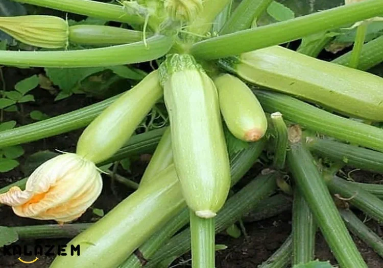 خواص کدو سبز برای پوست
