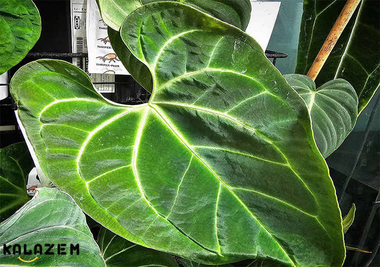 فیلودندرون برگ مخملی