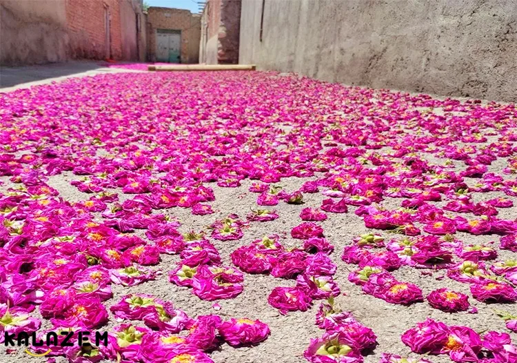 نحوه استفاده از گلاب 