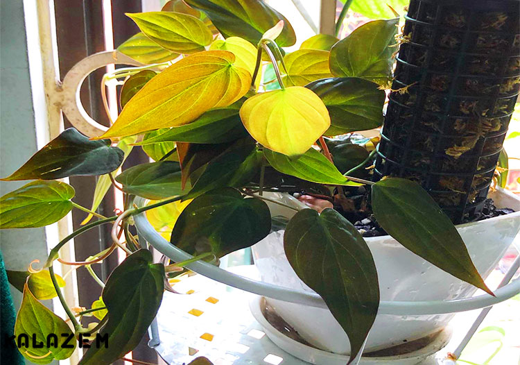 نحوه تکثیر گیاه فیلودندرون