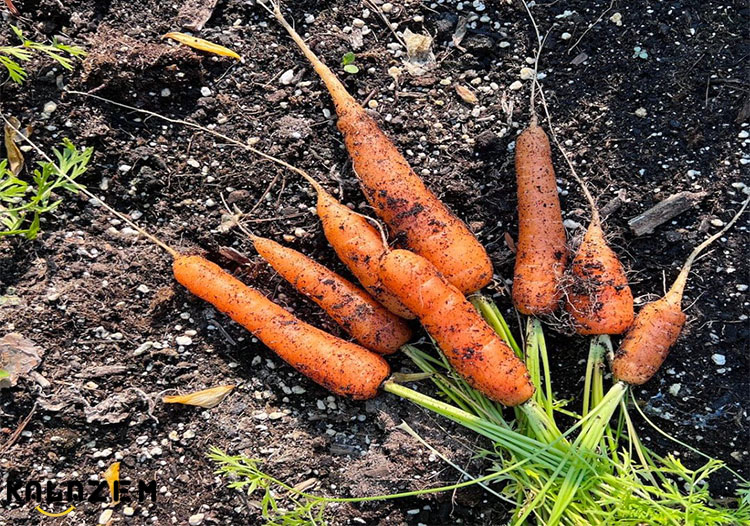 نحوه کاشت و پرورش هویج در خانه 