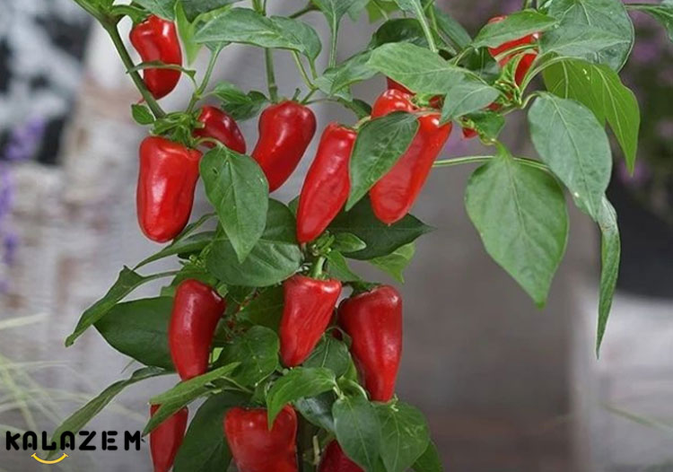 کاشت بذر فلفل در گلدان