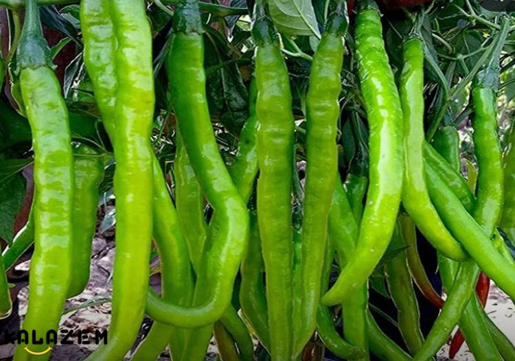 کاشت فلفل زینتی در گلدان