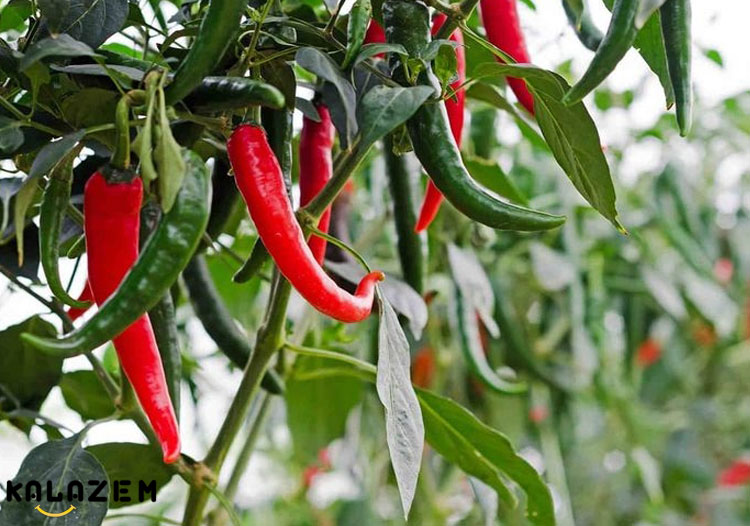 کاشت فلفل سبز