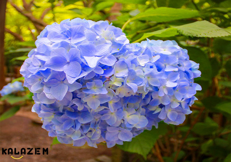 گل ادریسی آبی