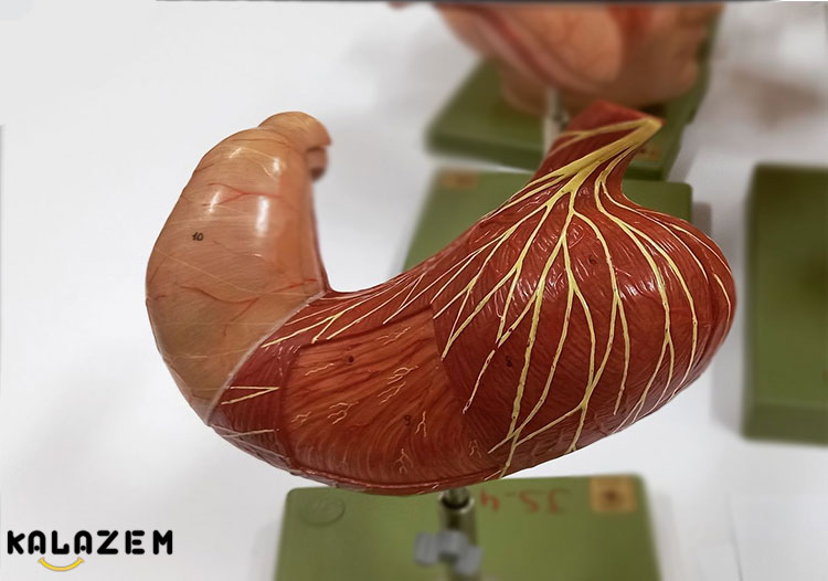 آنفولانزای معده چیست؟