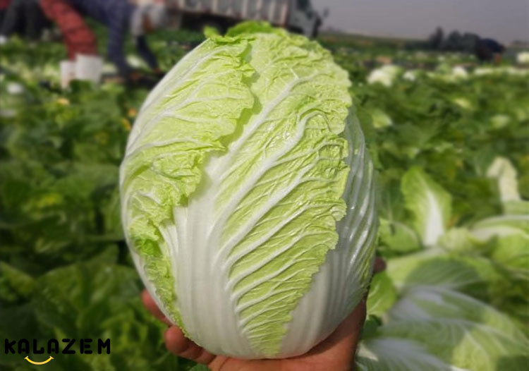 اثرات جانبی مصرف زیاد کاهو