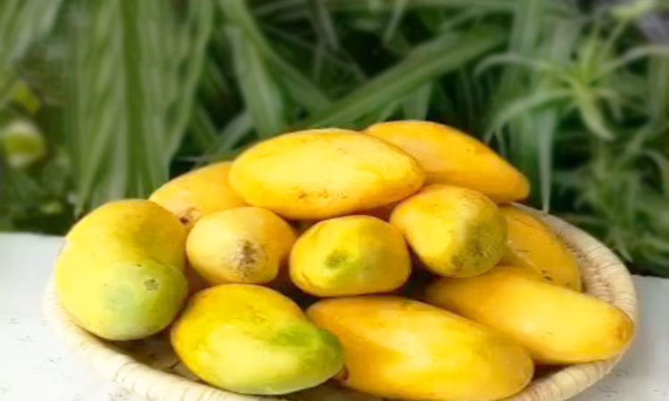 انبه برای دیابت