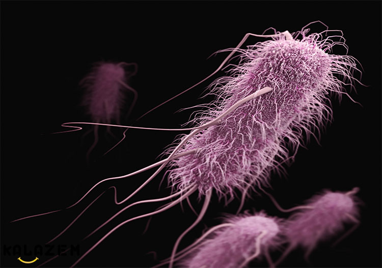 باکتری های روده چه می کنند؟