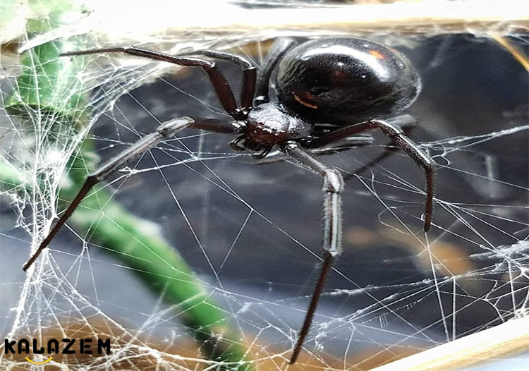 جلوگیری از نیش عنکبوت