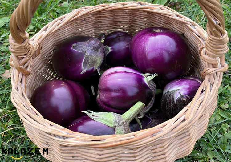 خواص بادمجان