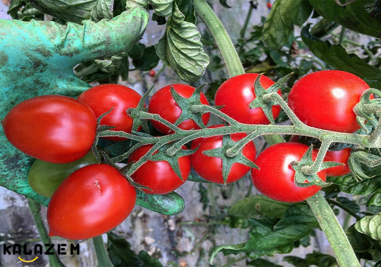 خواص و فواید گوجه فرنگی و سلامت چشم