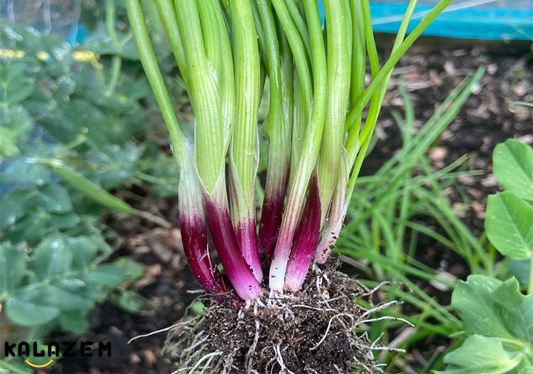 خواص پیازچه و ضد عفونی کننده طبیعی بدن