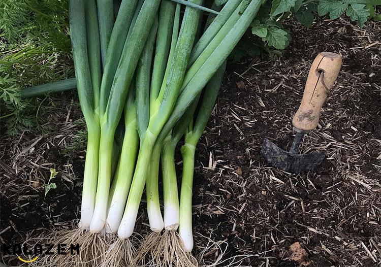 خواص پیازچه و عوارض جانبی آن