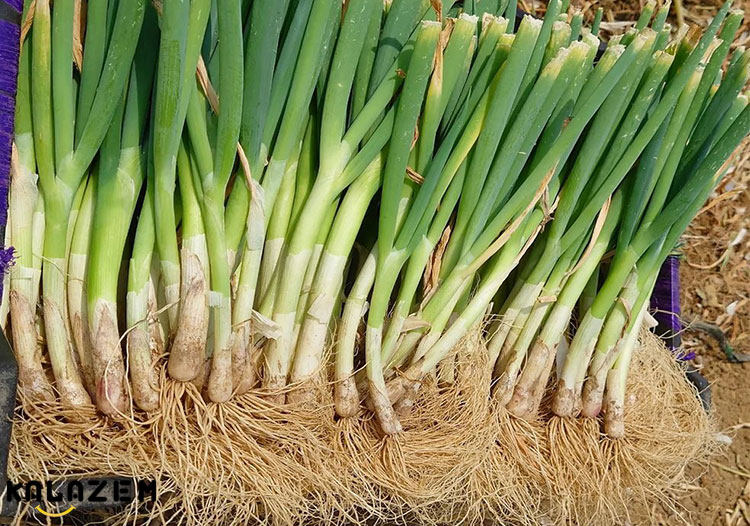 خواص پیازچه چیست؟