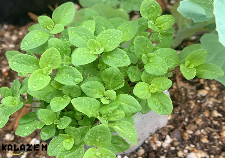 خواص چای مرزنجوش