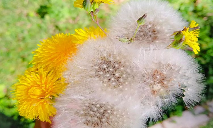 خواص گل قاصدک