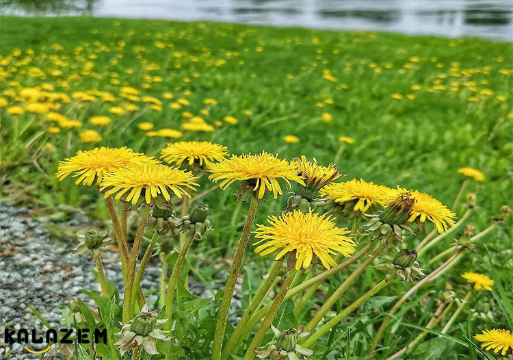 خواص گل قاصدک یرای سلامتی