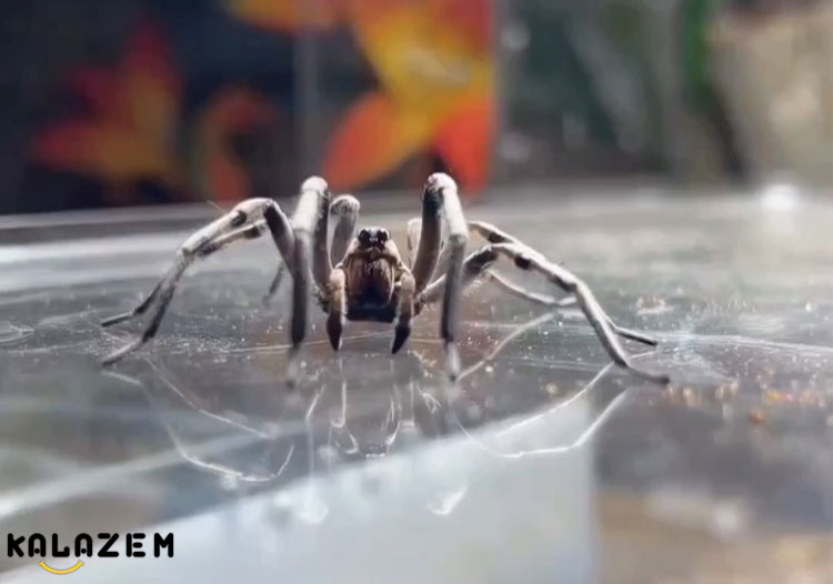 درمان نیش عنکبوت بیوه سیاه