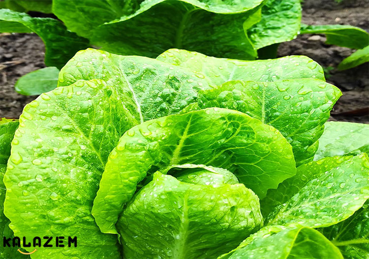 شناخت عوارض و خواص کاهو