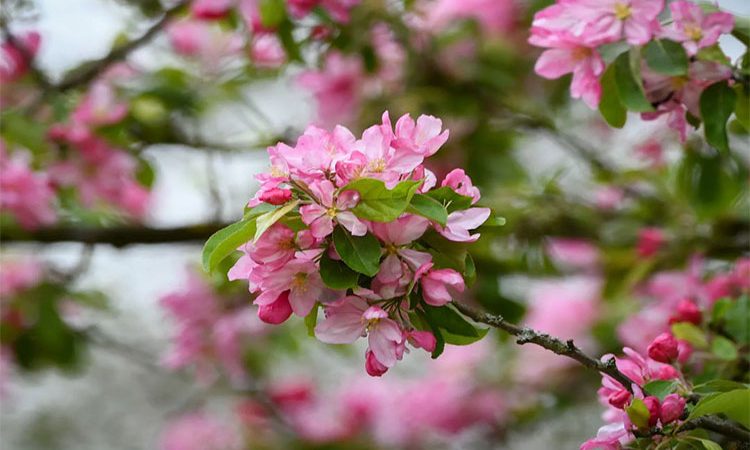 عسل شکوفه سیب