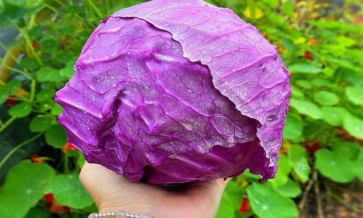 فواید کلم قرمز