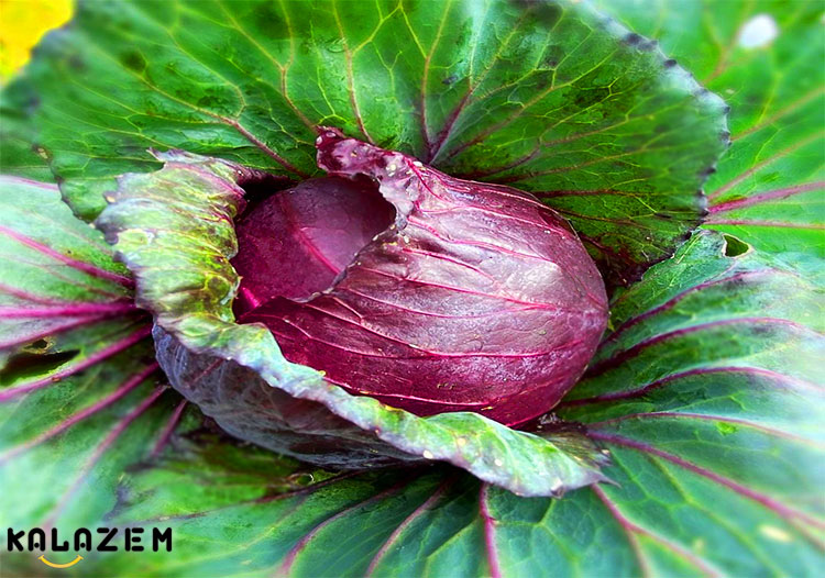 فواید کلم قرمز برای فشار خون بالا