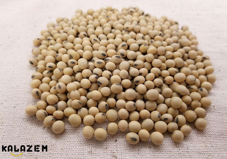 مضرات سویا و اثرات منفی آن بر مغز مضرات سویا و اثرات منفی آن بر مغز
