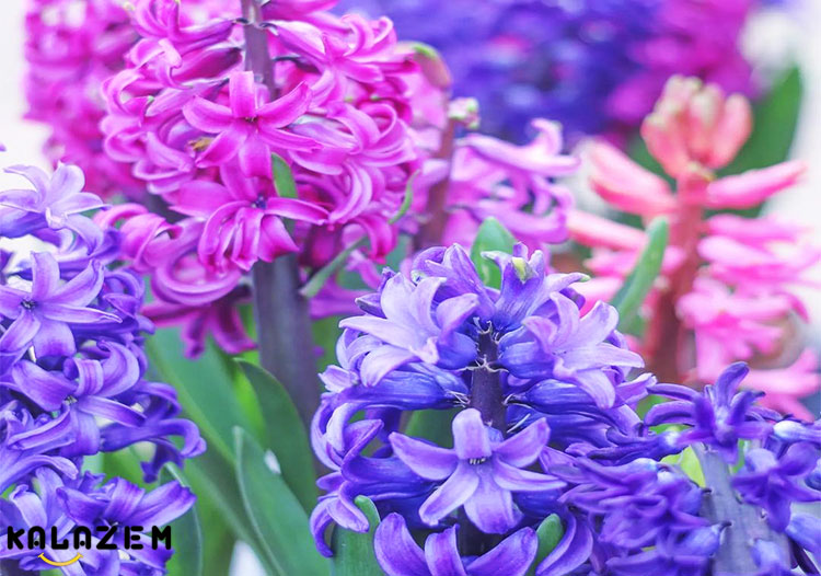 نحوه رشد و مراقبت از گل سنبل