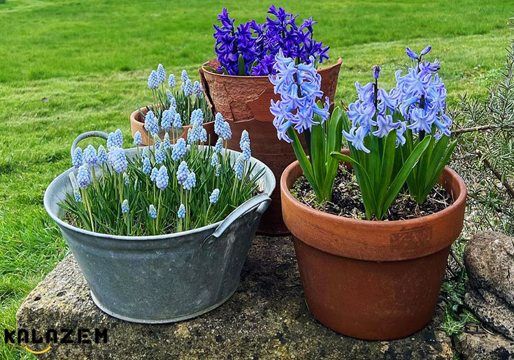 نحوه کاشت و مراقبت از گل سنبل