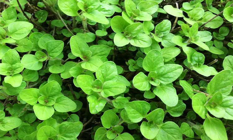 چای مرزنجوش